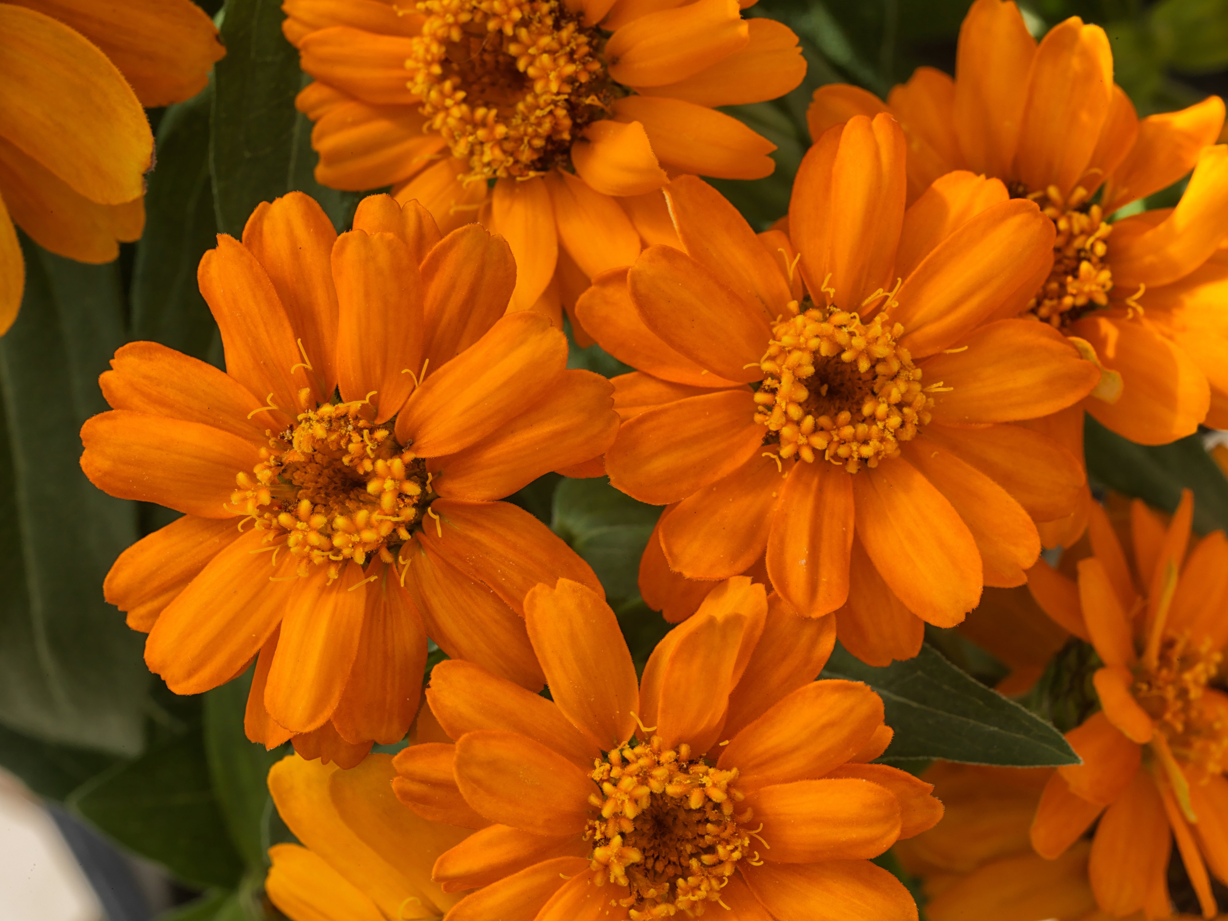 Orange Profusion, Zinnia Seeds Urban Farmer